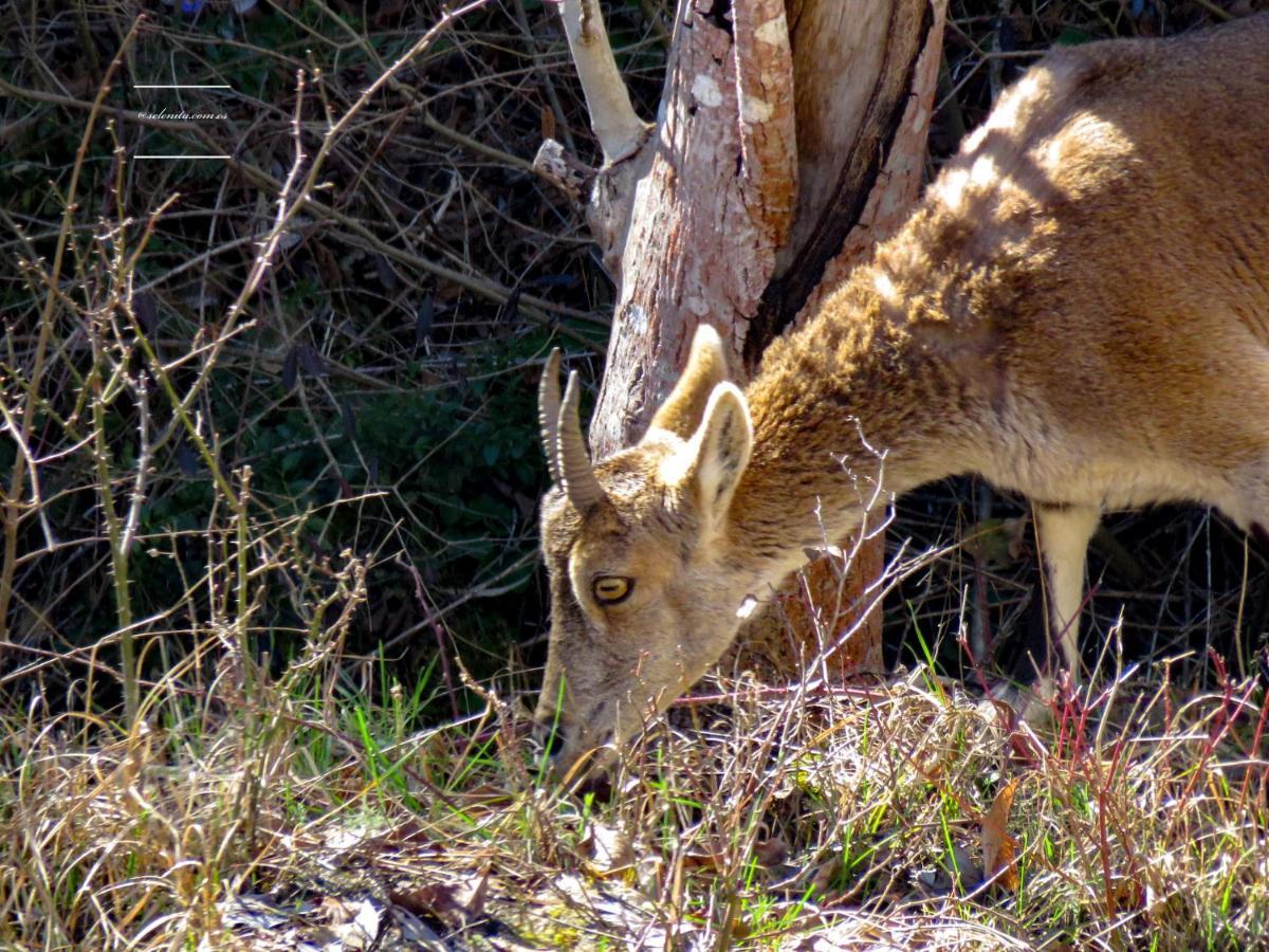 Hotel Rio Escabas, Serrania De Cuenca Cañamares Dış mekan fotoğraf